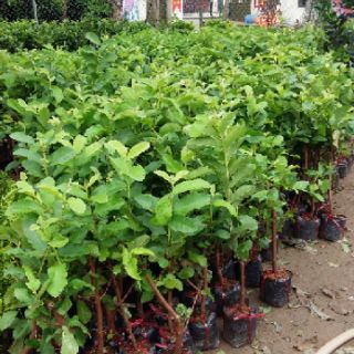 Cây giống ổi nữ hoàng