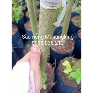 CÂY SẦU RIÊNG MUSANG KING D197 ( SẦU RIÊNG MALAYSIA )