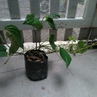 Cây trầu không (lấy lá ăn trầu) (freeship)
