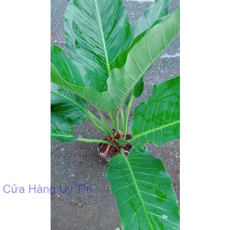 Cây Đại Phú Quý