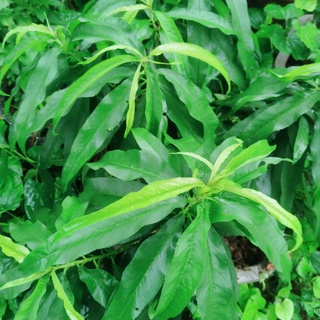 Hạt Đào Thất Thốn Bích Kép.