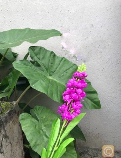 Hoa giả, hoa vải lụa - CÀNH HOA PHI YẾN