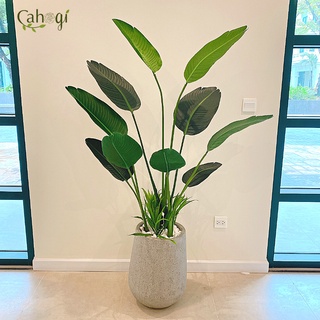 Cây Chuối Giả -Bụi Cây Chuối Cảnh
