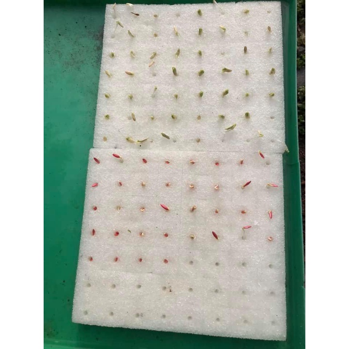 Mút ươm hạt giống trồng cây cao cấp gồm 110 viên