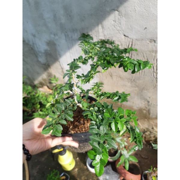 Cây kim quýt THÁI bonsai