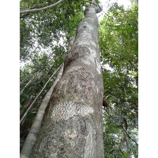Cây Trầm Hương ( Cây Gió Bầu)