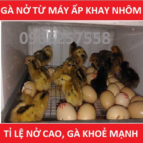 Thùng máy ấp trứng tự động Ánh Dương X108 - 108 trứng