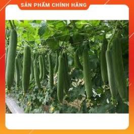 HẠT GIỐNG MƯỚP HƯƠNG 7 LÀ F1 GÓI 5 GRAM
