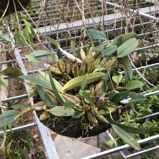 Phong lan vảy rồng (giò)