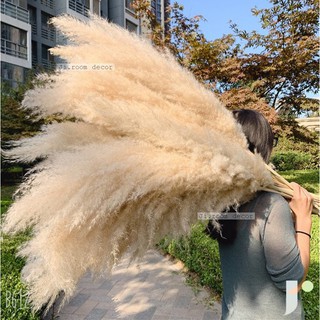  Hoa cỏ lau LIMITED❤️CAM KẾT Y HÌNH ❤️ SẴN HÀNG❤️ , hoa khô trang trí, Dried Pampas