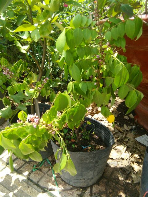 Cây khế ngọt cây đẹp