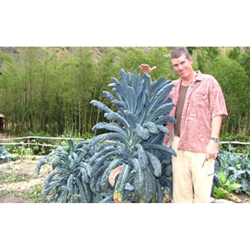 Hạt giống cải kale khủng long Mỹ cao sản F1