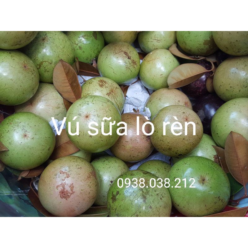 CÂY VÚ SỮA LÒ RÈN