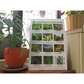 BỘ ẢNH NHẬN DIỆN CÂY - CON - KHOÁNG VẬT LÀM THUỐC