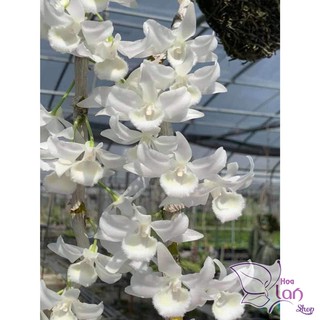 Trầm rừng hiếm thuần gỗ 2 năm bao sống