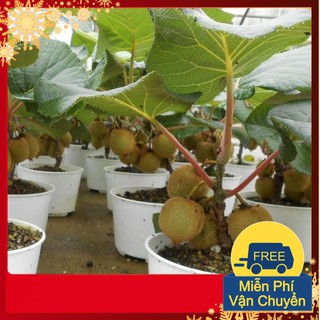 Hạt Giống Cây Kiwi