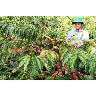 Cây giống Cà phê vối (Robusta)