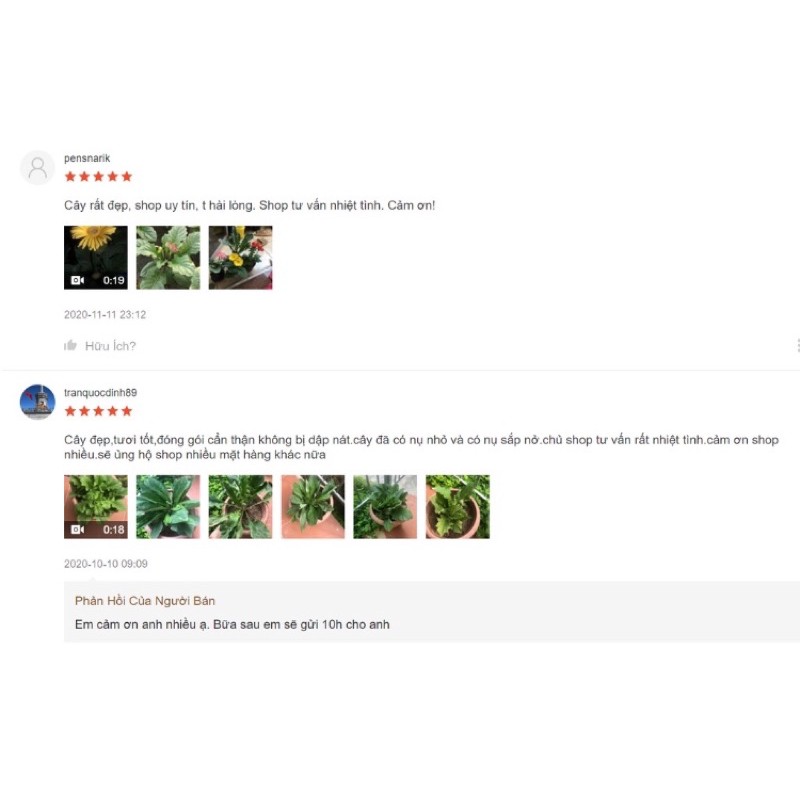 Bầu hoa đồng tiền lùn siêu nụ Hoa ☘️