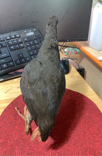 CHIM CUỐC - MỒI GIẢ - PHỤ KIỆN BẪY CHIM SĂN