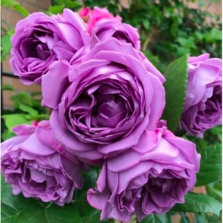 Hoa hồng bụi Thạch Lam Kinda Blue cho hoa màu tím mộng mơ - Trang Flowers