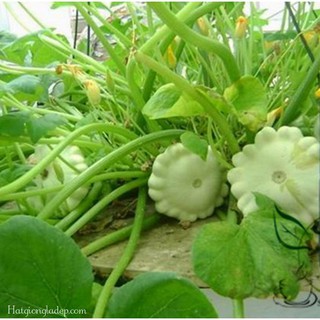 Hạt Giống Bí Đĩa Bay