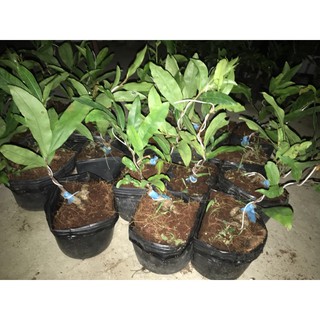 Cây mai cúc thọ hương