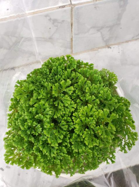Cây rêu may mắn