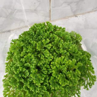 Cây rêu may mắn