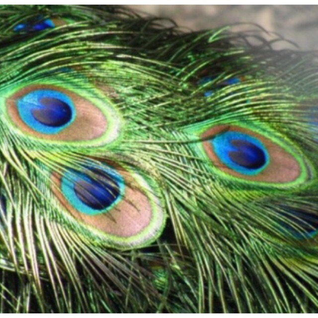 Lông công 100cm phong thủy loại to đẹp mắt đại | BigBuy360 - bigbuy360.vn