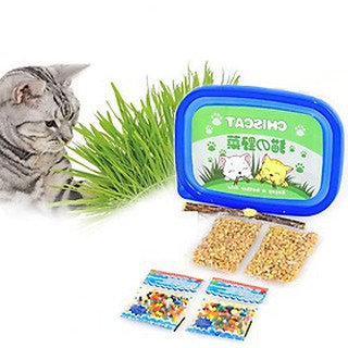 BỘ TRỒNG CỎ MÈO BẰNG HẠT NỞ