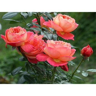 Hoa hồng Queen of hearts rose