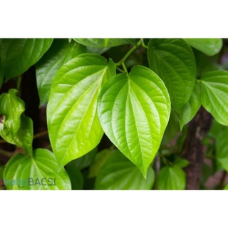 NƯỚC CẤT LÁ TRẦU KHÔNG ( 150ml)