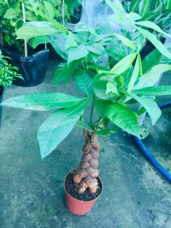 KIM NGÂN BÍNH 3 THÂN LỚN