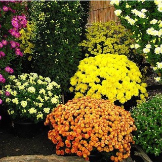 Hạt giống hoa cúc đà lạt Mix Màu - 1 gói 50 hạt