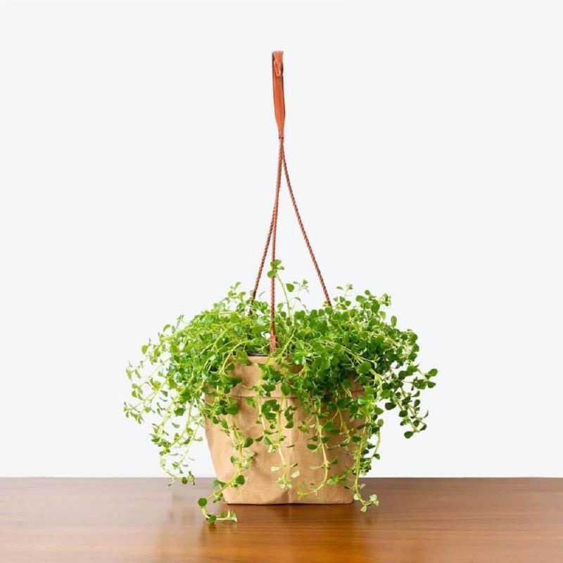 Pilea depressa Baby Tears - chậu treo bé xinh