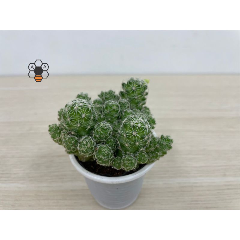 CÂY XƯƠNG RỒNG TRỨNG CHIM