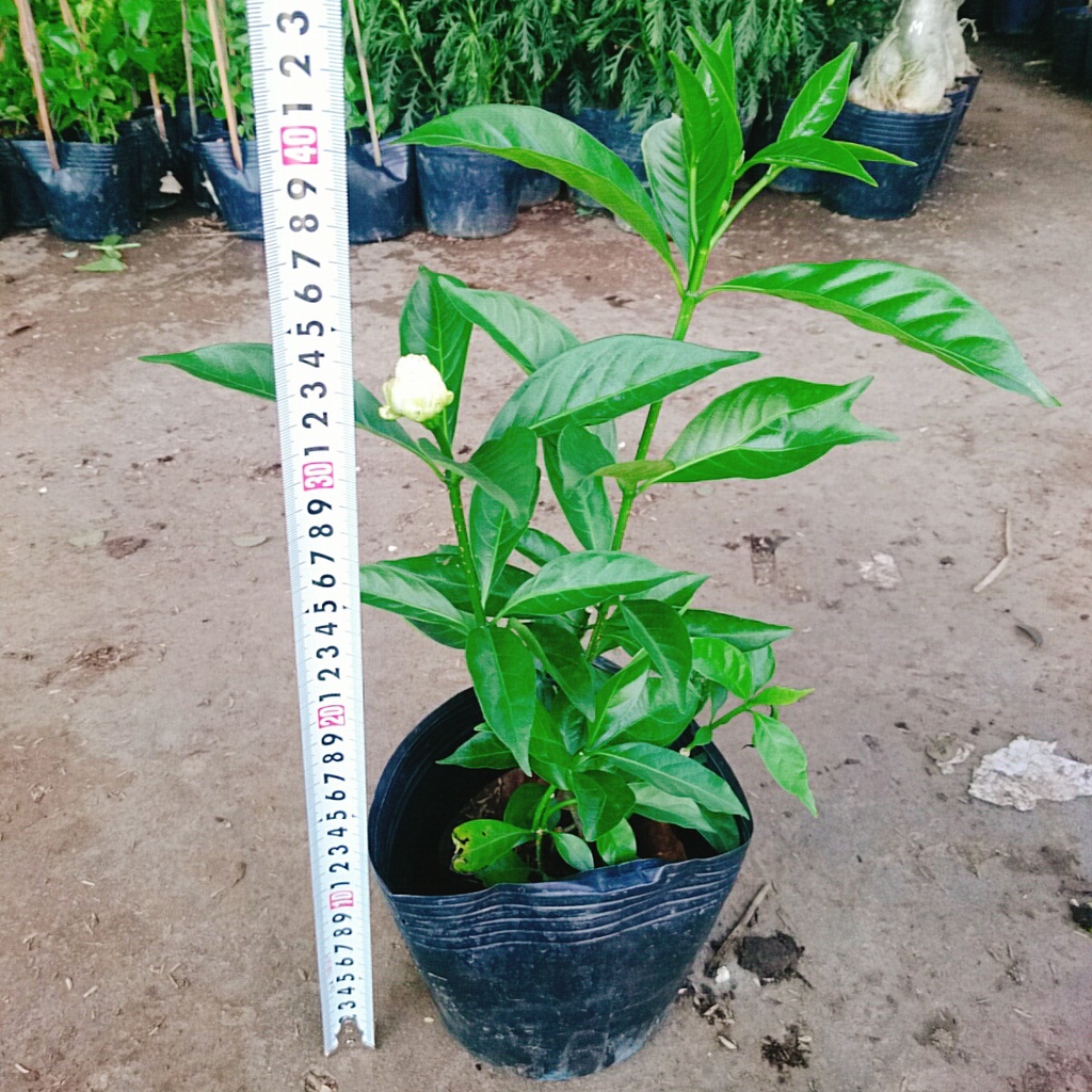 Cây hoa dành dành, cao 35cm, hoa nở to, toả hương thơm ngào ngạt, trang trí sân vườn - caykiengsadec