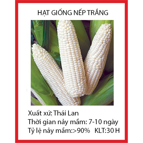 30 hạt giống ngô nếp trắng