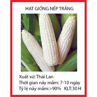 30 hạt giống ngô nếp trắng