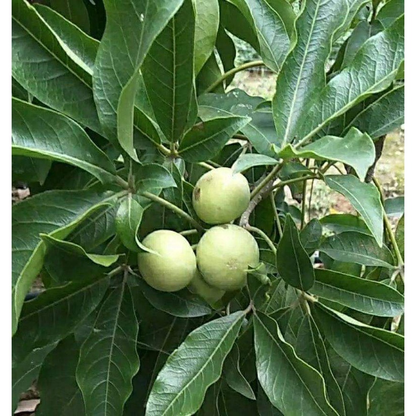 Cây bánh kem giống cao 30 cm cho trái sau 12 tháng.