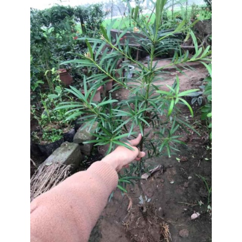 Cây Giống Tùng La Hán tặng 2 cây chè xanh