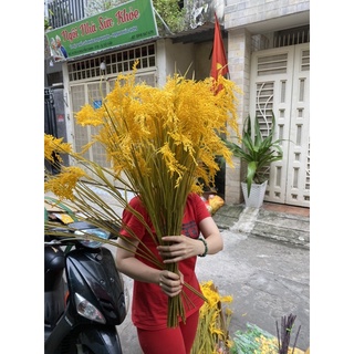 {Giá xưởng} Combo 10 Cành lúa vàng 90cm 3 bông hàng cao cấp
