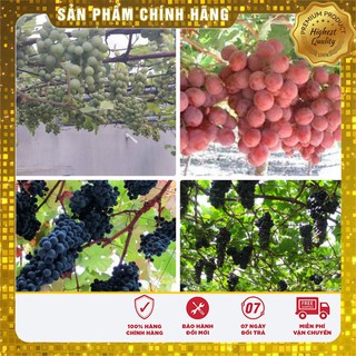 Hạt Giống Nho Pháp