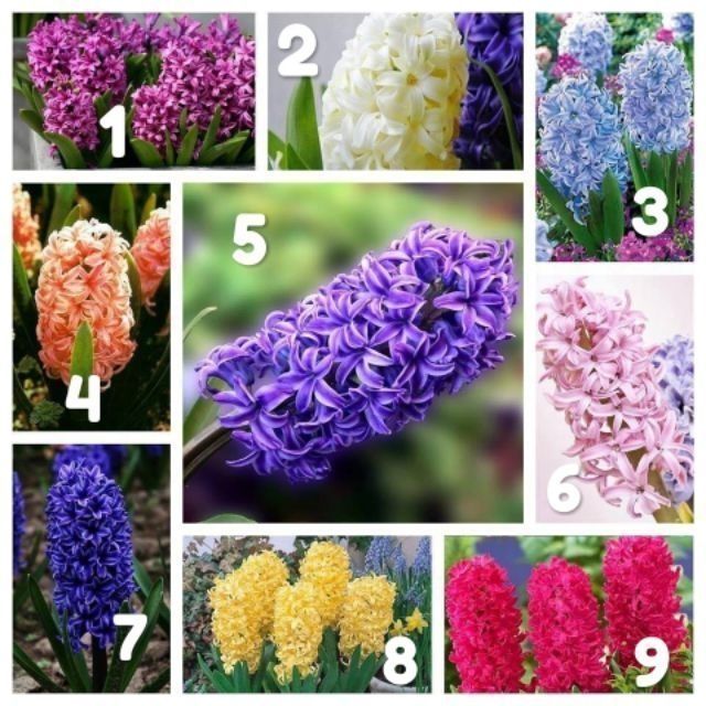 Combo củ hoa Tiên Ông đã kích mầm + Bình/Lọ hoa Tiên ông trồng thủy canh _Củ Dạ lan hương thủy sinh