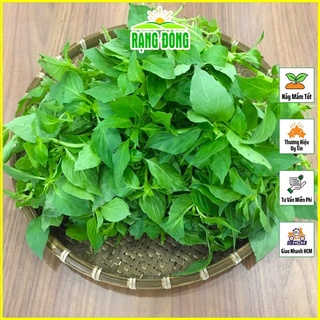 Hạt giống rau thơm sả sinh trưởng mạnh, trồng quanh năm - shop hạt giống