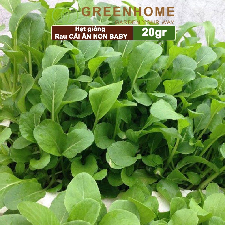 Hạt giống rau Cải ăn non Greenhome, gói 20g, dễ trồng, thu hoạch nhanh R05