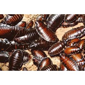 Thuốc Chuyên Diệt Gián Đức Số 1 Của Hàn Quốc  CLEANBAIT POWER