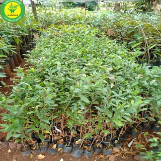 1 cây mai vàng quấn rễ (cao 50cm)