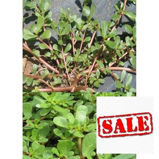 Gói 5 gr hạt giống rau sam sale