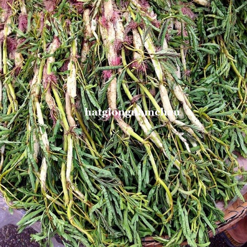 100 H - HẠT GIỐNG RAU RÚT DÚT